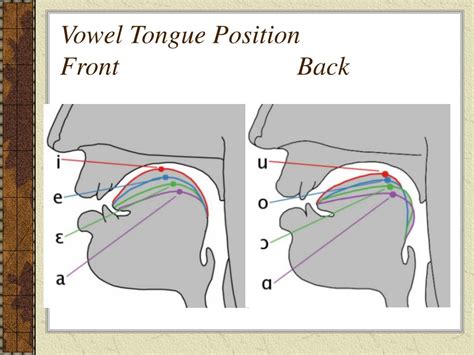 richard miller tongue position chart|Training the Young Male Voice .